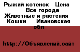 Рыжий котенок › Цена ­ 1 - Все города Животные и растения » Кошки   . Ивановская обл.